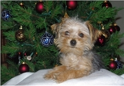 attention!! pretty little pups presently on sale check them out