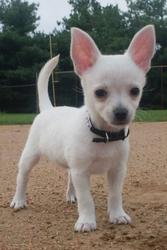 GORGOUS CHIHUAHUA PUPPY