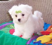 I have Two Lovely Maltese Puppies
